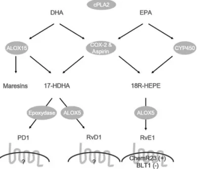 Figure 2 Biosynthetic pathways and receptors for protectins and resolvins derived from the omega-3 fatty acids eicosapentaenoic acid (EPA) and docosahexaenoic acid (DHA).