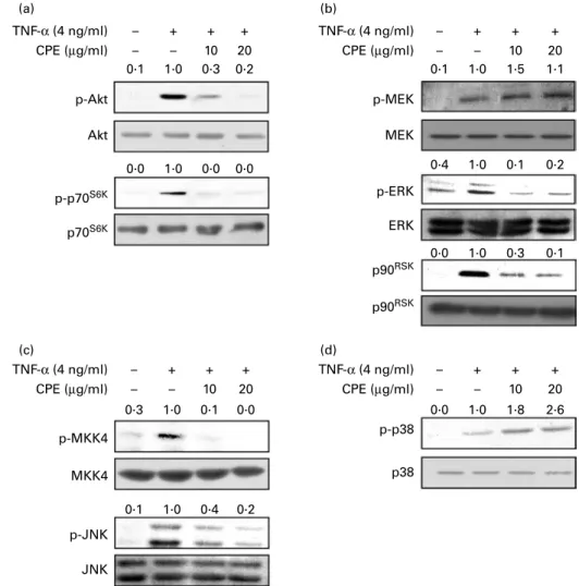 Fig. 3. Effects of cocoa polyphenol extract (CPE) on the TNF-a-induced phosphoinositide 3-kinase (PI3K) – protein kinase B (Akt) and mitogen-activated protein kinase (MAPK) pathway