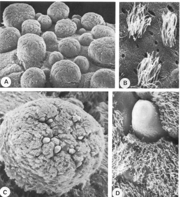 Fig. 6. (All Onchidoris bilamellata.) (A) SEM. Low-magnification view of notal tubercles of various sizes, x 80