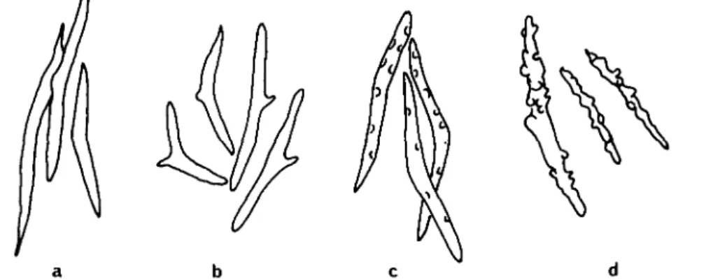 Fig. 1. Spicules as found in the skin of different dorid species (according to Alder &amp; Hancock, 1845-55)