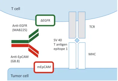 Figure  1.  Schematic diagram of bispecific antibody-enhanced binding of tumor antigen–specific T cells to tumor cells