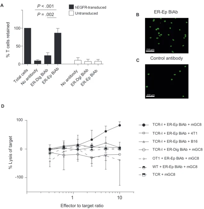 Figure 2.  Linking of T cells to tumor cells and induction of specific lysis by anti-epidermal growth factor receptor (EGFR) x anti-EpCAM bispecific antibody