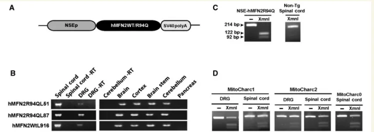 Figure 1 Generation of MitoCharc mice. (A) Schematic representation of the construct used to generate MitoCharc mice