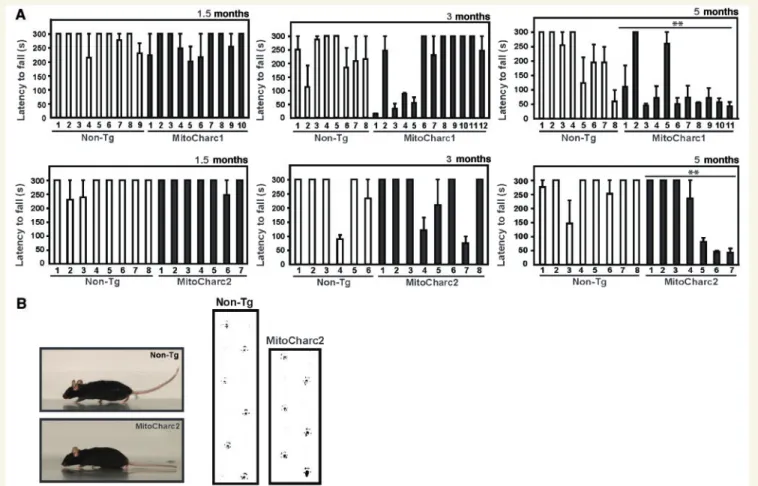 Figure 2 CMT2A-like phenotype in MitoCharc1 and 2 mice. (A) Constant speed rotarod test results of adult MitoCharc1, 2 and their wild-type littermate and non-transgenic (Non-Tg) controls, respectively