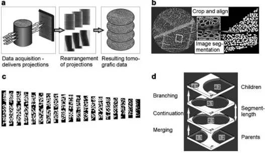 Figure 1 Schematic workflow (a) and details of the experiments (b–d). (b) Transformation of the selected growth ring in the original cross-section to a binary image; the subset demonstrates the quality of the segmentation method