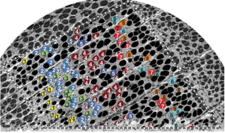 Figure 4 Projection of the eight largest clusters in one exemplary cross-section. Cluster numbers are printed for clarity.