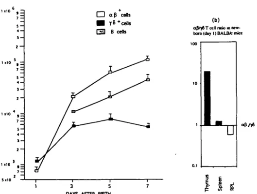 Fig. 1. Lymphocyte colonization of the lung at birth and in the perinatal period, (a) Kinetics of a/3 and yd T cell colonization, (b) Ratio of a/3 versus yi T cells in the thymus, spleen and lung at birth, a/3 and yd T cells were quantitated by flow cytome
