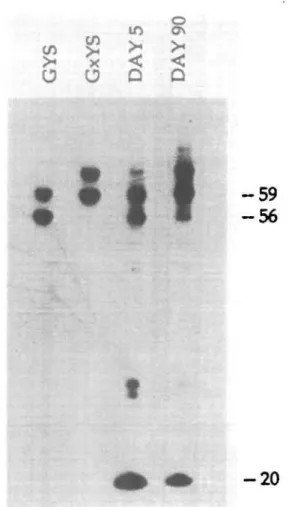 Fig. 2. V T  gene expression in RPL changes with time, (a) Relative expression of V T 4 and V T 6