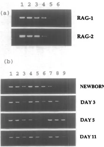 Fig. 4. Comparison of V gene expression in newborn BALB/c and BALB/c nulnu RPL. cDNAs corresponding to 10 5  non-adherent cells isolated from newborn BALB/c or newborn BALB/c nude mice (verified by their lack of the thymus) were divided into four aliquots 