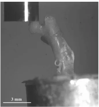 Figure 4 One B6 right femur positioned in the materials testing machine under a negative loading angle of -58 in the frontal plane.