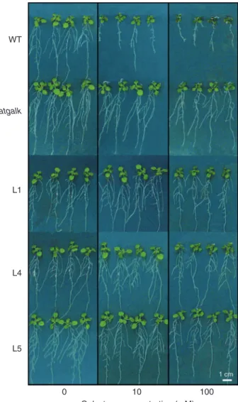 Fig. 3 Analysis of leaves from wild-type and atgalk/35S::AtGALK plants (T 3 generation)