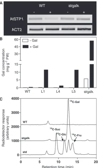 Fig. 5 Two-week-old seedlings grown on half-strength MS medium show uptake (and transport) of Gal from roots to the leaves