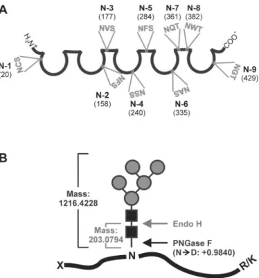 Fig. 3. Schematic representations of mouse sICAM-1, its nine potential  N-glycosylation sites, and the strategies used for identification of the  N-glycosylated sites