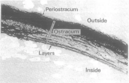 Fig. 4. Thin section of a shell from an altitude of 2215m with six layers (xl30).