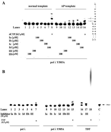 Figure 4. The Y505A mutation increases the ability of incorporation of alkyltriphosphate analogues by DNA polymerase l as a polymerase but not as a terminal transferase