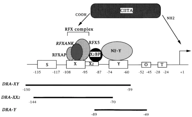 Fig. 1. Schematic representation of the HLA-DRA promoter. The S, X, X2 and Y boxes are present in all MHC class II promoters, and are crucial cis -acting regulatory sequences controlling transcription of MHC class II genes