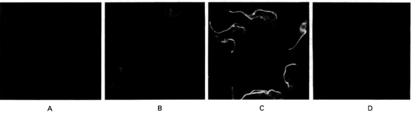 Fig. 1. Immunofluorescence staining of trypanosomes with sera taken at different times of infection.