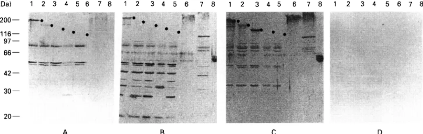Fig. 2. Immunostaining of trvpanosomal proteins with sera taken at different times after infection