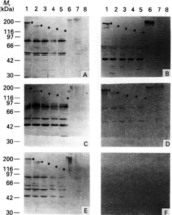 Fig. 4. Sets of the trypanosomal proteins as used in Figs 1 and 2 were stained with serum from uninfected CS7BL/6 mice