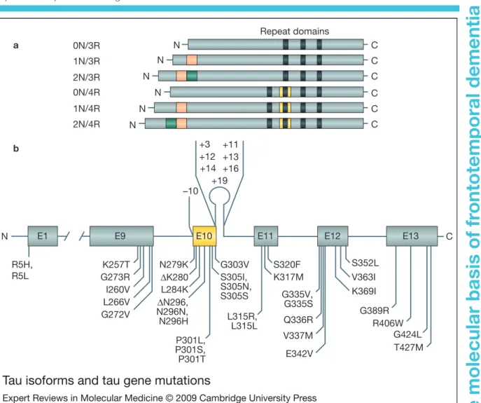 Figure 1. Tau isoforms and tau gene mutations. (a) Six isoforms of the tau protein found in the adult human brain result from alternative splicing of exons 2 (red), 3 (green) and 10 (yellow)