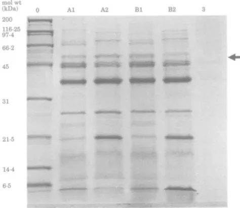 Figure 4. SDS-PAGE, on a 12% single concentration gel, of OMPs from P. aeruginosa PAO1 (A) and CM41 (B) grown overnight in SMMH (lane 1) and in AMN3 (lane 2)