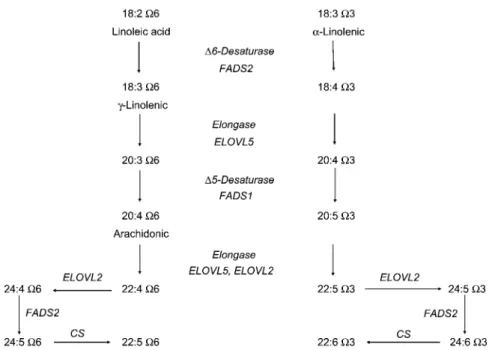 Figure 1 Metabolic conversion of the essential fatty acids linoleic acid (omega-6 series) and alpha-linolenic acid (omega-3 series) to long-chain polyunsaturated fatty acids (LC-PUFA) (Modified from Koletzko Larque´ and Demmelmair, J Perinat Med