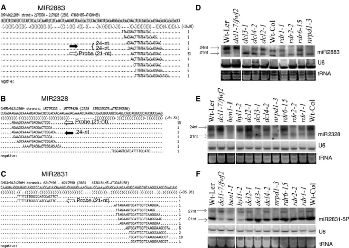 Figure 1. New MIR genes give rise to both miRNAs and siRNAs. (A–C) Candidate MIR genes MIR2883, MIR2328 and MIR2831, and the predicted precursor sequence with perfectly matched sRNA sequences