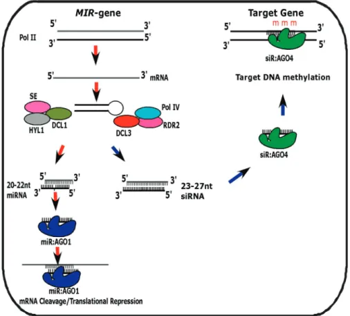 Figure 6. A model for the MIR genes of dual function. The miRNA precursors generate two species by following two pathways: (i) 20- to 22-nt miRNAs are processed predominantly by DCL1/HYL1/SE pathway from pri-miRNA transcripts, and (ii) siRNAs of 23- to 27-