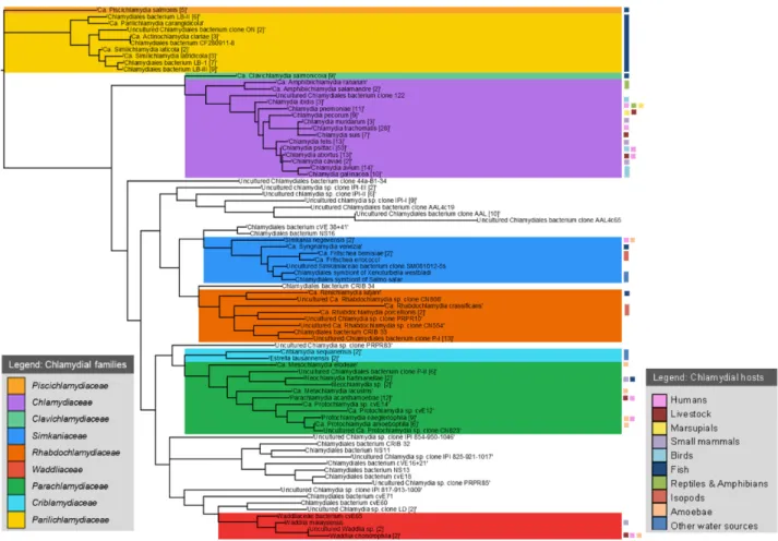Figure 2. Order Chlamydiales phylogenetic tree based on near-full-length 16S rRNA gene sequences