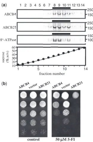Fig. 6 Membrane localization of ABCB21 in yeast and spot assay. (a) ABCB21 and ABCB4 co-migrate with the plasma membrane marker, H + -ATPase, in continous sucrose gradients judged by Western  detec-tion