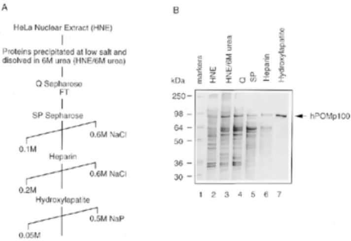 Figure 1. Purification of hPOMp100 from HeLa cell nuclei. (A) A purification scheme. (B) Coomassie-stained SDS–10% polyacrylamide gel with peak  frac-tions from each step in (A)