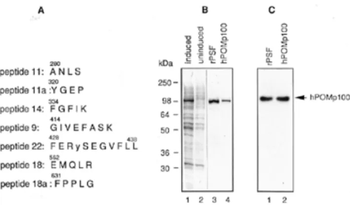 Figure 2. Identification of hPOMp100 as the human splicing factor PSF.