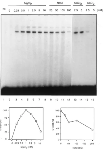 Figure 5. The formation of D-loops promoted by hPOMp100/PSF. Schematic diagram of DNA substrates and the expected product of the reaction is shown above the gel