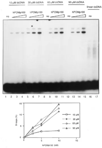 Figure 8. The PKC phosphorylation of hPOMp100/PSF stimulates its DNA binding and D-loop formation activity