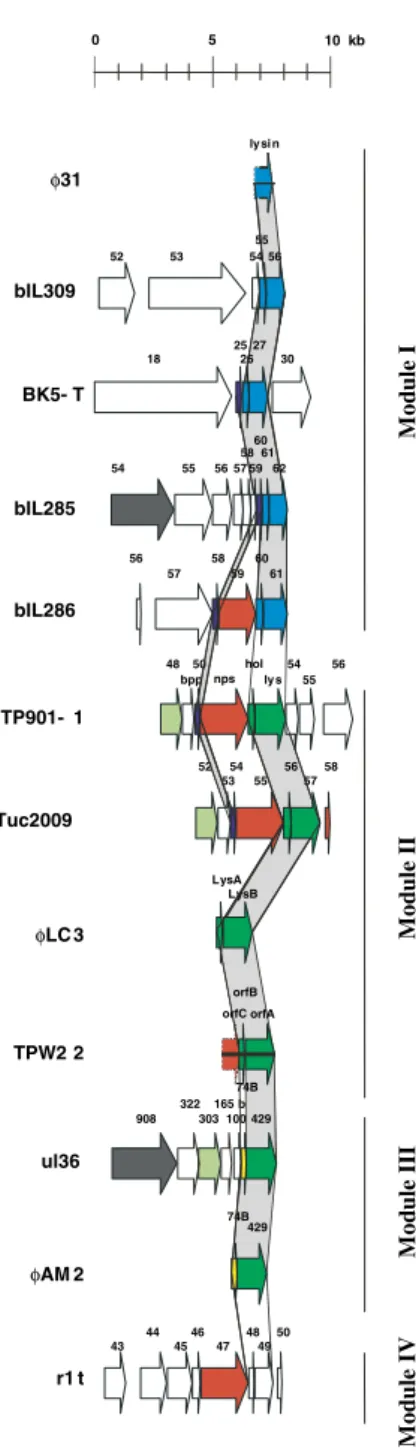 Fig. 1. Diversity of the lysis cassettes of P335-like phages. Proteins sharing at least 60% identity are represented using arrows with the same colors