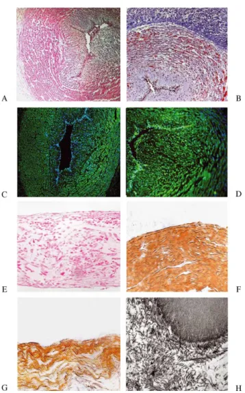 Fig. 2. Flow cytometry demonstrated no significant difference in the cell morphology for cell size and granularity of UCA and UCV compared to VC population (A)