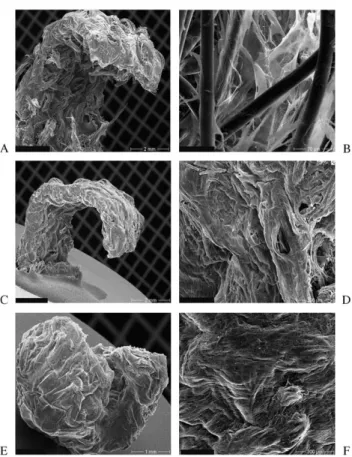 Fig. 5. SEM analysis of UCA, UCV and UCC strips show a good cell- cell-polymer attachment of the cells with a subsequent progressive tissue formation during the cultivation period of 28 days