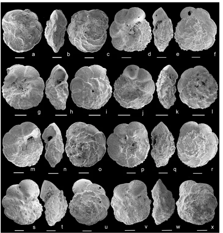 Figure 8. Transitional morphotypes between Ps. ticinensis and Ps. tehamaensis. Specimens with the periumbilical ridge developed only on the first chambers of the last whorl and slightly inflated chambers: (a–c) sample − 27 m, Mont Risou, Hautes-Alpes, Fran