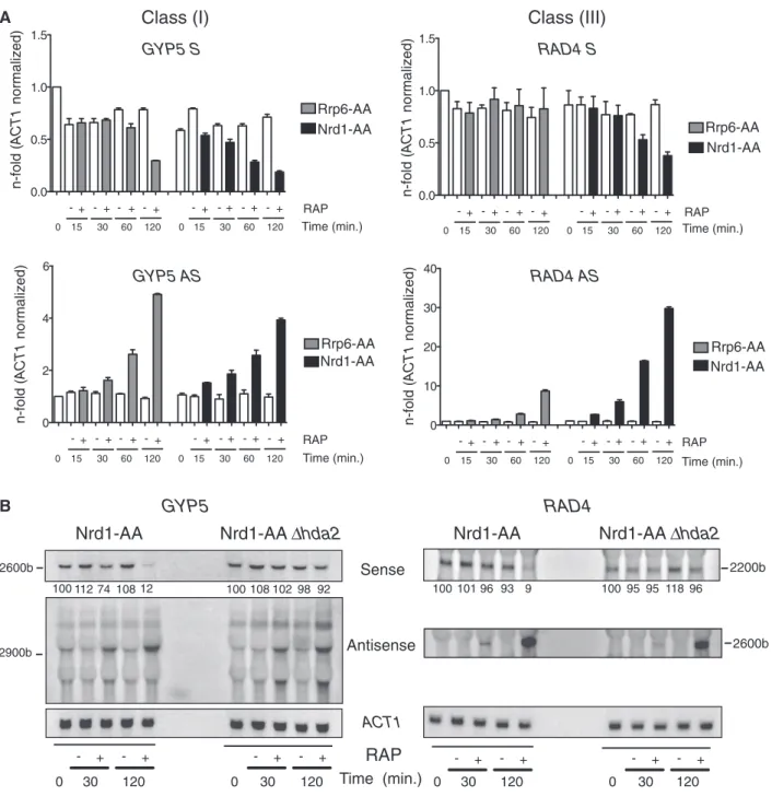 Figure 6. (A) Anchor away of Rrp6 and Nrd1 from the nucleus promotes asRNA production and gene repression