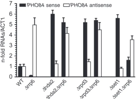 Figure 1. Analysis of PHO84 sense and antisense transcripts in differ- differ-ent chromatin-modifying mutants
