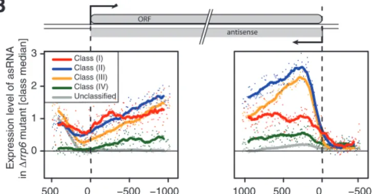 Figure 3. Characterization of the gene classes. (A) Genes silenced by asRNA show low expression