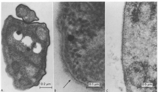 Fig. 3. Transmission electron micrographs of sections of Trypanosoma vivax. A. Extruded metacyclic of T