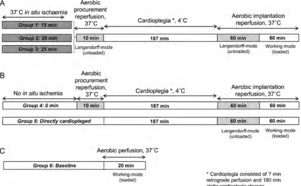 Figure 1: Perfusion protocols. Hearts (n = 34) were divided into six different perfusion groups