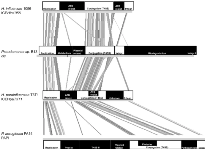 Fig. 4. Various functions encoded by GEIs of the same family. Modified Artemis Comparison Tool view of four GEIs of the same family: ICEHin1056, clc, ICEHpaT3T1 and PAPI