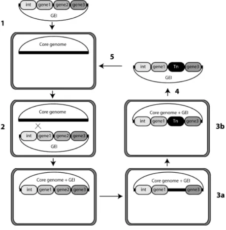 Fig. 3. Integration, development and excision of GEIs. The schematic life-style of mobile GEI consists of the following steps: (1) acquisition by horizontal gene transfer; (2) integration into the host’s chromosome by site-specific recombination; (3) devel