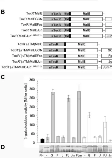 Fig. 2. Activity of membrane-anchored and soluble, homo- and heterodimer- heterodimer-izing ToxR derivatives