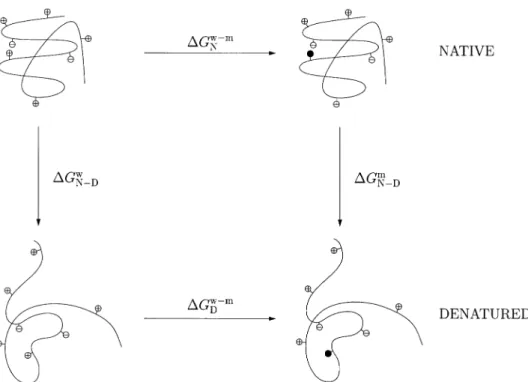 Fig. 1. Thermodynamic cycle used to estimate the stability change upon mutation of a charged residue; see Equation 2