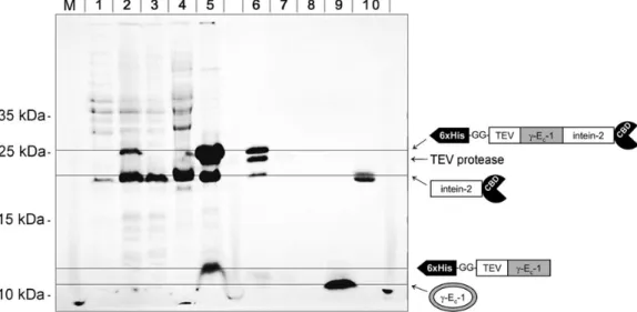 Fig. 5. Non-deconvoluted ESI-MS spectra of fraction eluted from the chitin column (Fig