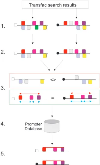 Figure 1. Pattern finding with PromoterPlot. 1: Transcription factor binding sites are predicted using the balance FP/FN option in TransFac