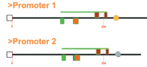 Figure 2. The start(s) of transcription are represented by circles colored gold, silver or bronze